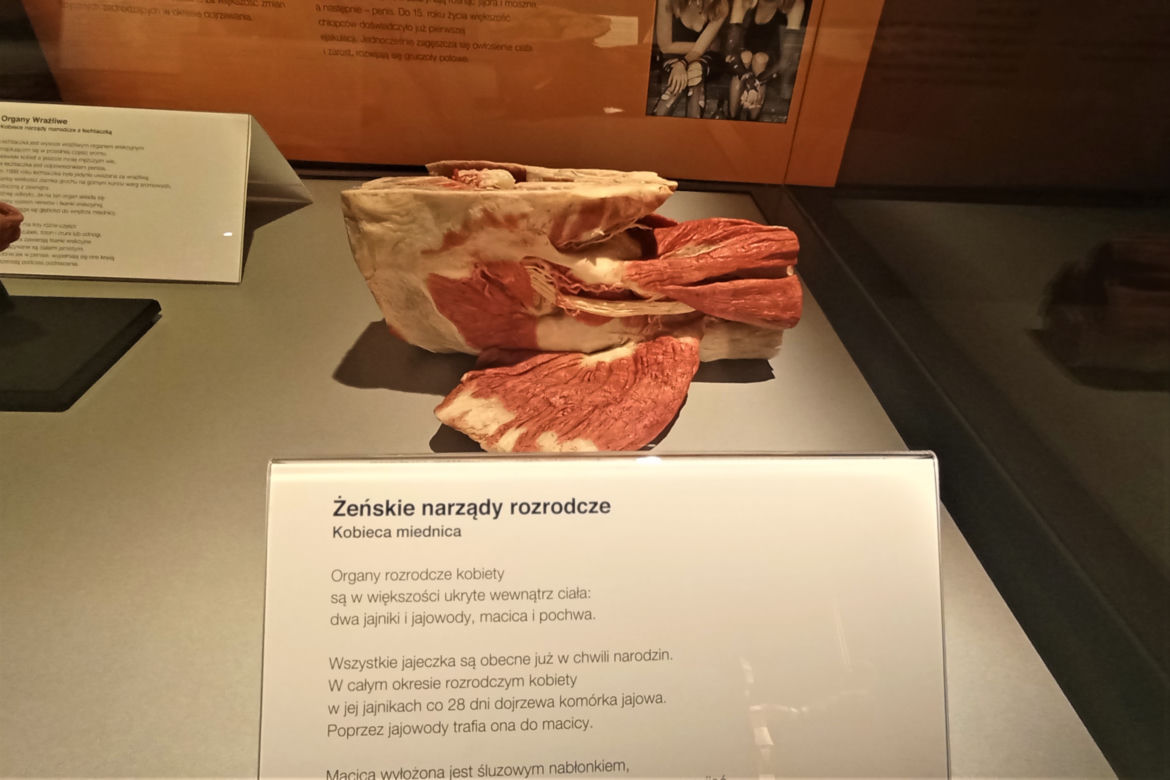 Wystawa Body Worlds w Szczecinie