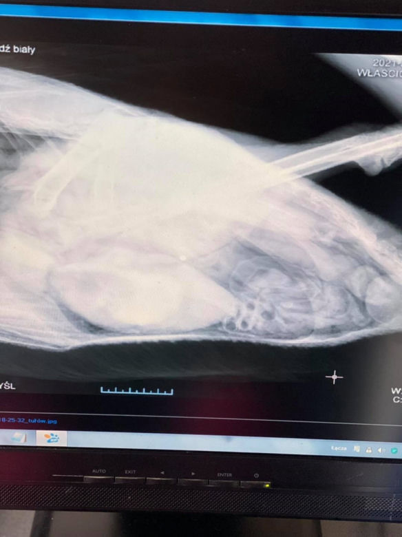 Łabędź Otello z dwoma ranami postrzałowymi