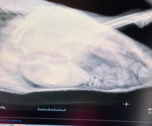 Łabędź Otello z dwoma ranami postrzałowymi