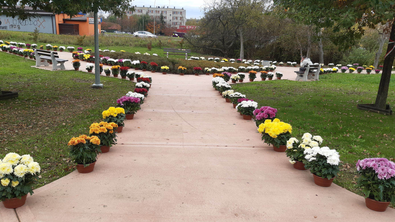 Dwa tysiące chryzantem ozdobiło park w Tarnowie