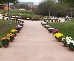 Dwa tysiące chryzantem ozdobiło park w Tarnowie