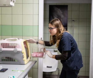 Kotki zachorowały bo mieszkały w tragicznych warunkach