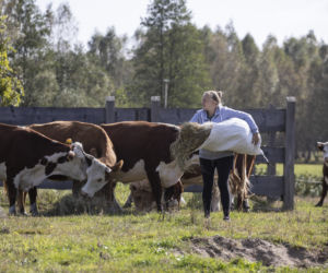 Rolnicy. Podlasie 3. Odcinek 34. Krowy nie chcą współpracować z Andrzejem
