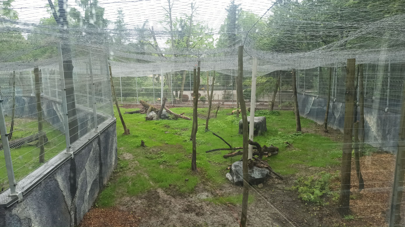 W śląskim ZOO powstała nowa woliera dla panter śnieżnych