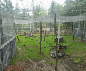 W śląskim ZOO powstała nowa woliera dla panter śnieżnych