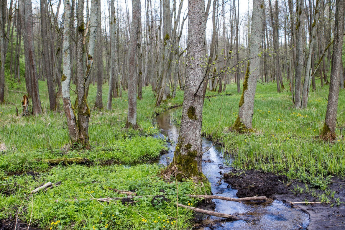 Źródliska nad Szeszupą