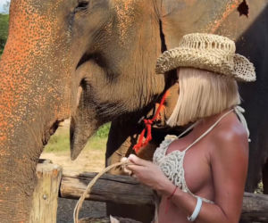 Gwiazdy witają nowy rok w bikini