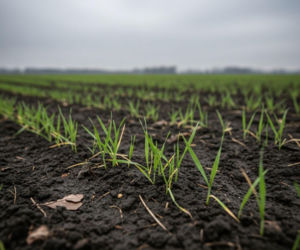 Ciepły grudzień to pułapka dla ozimin