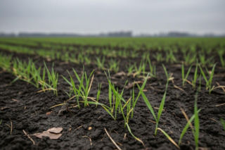 Ciepły grudzień to pułapka dla ozimin