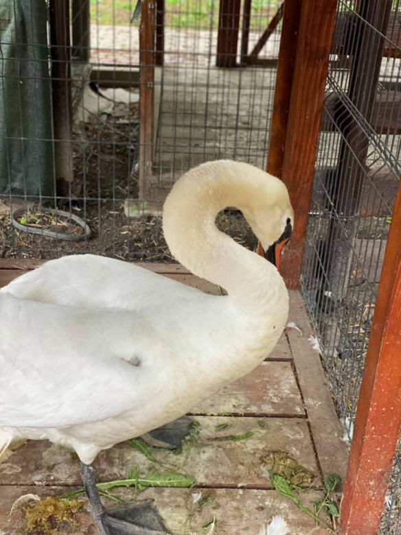 Łabędź Otello z dwoma ranami postrzałowymi