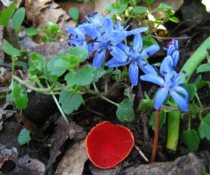 To nie żart! W polskich lasach już pojawiły się pierwsze grzyby. Wielu nie zdaje sobie sprawy, że są jadalne