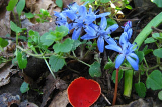 To nie żart! W polskich lasach już pojawiły się pierwsze grzyby. Wielu nie zdaje sobie sprawy, że są jadalne