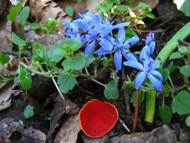 To nie żart! W polskich lasach już pojawiły się pierwsze grzyby. Wielu nie zdaje sobie sprawy, że są jadalne