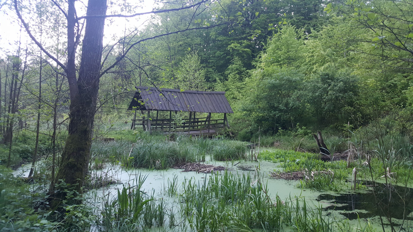 Bory Tucholskie