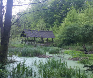Bory Tucholskie