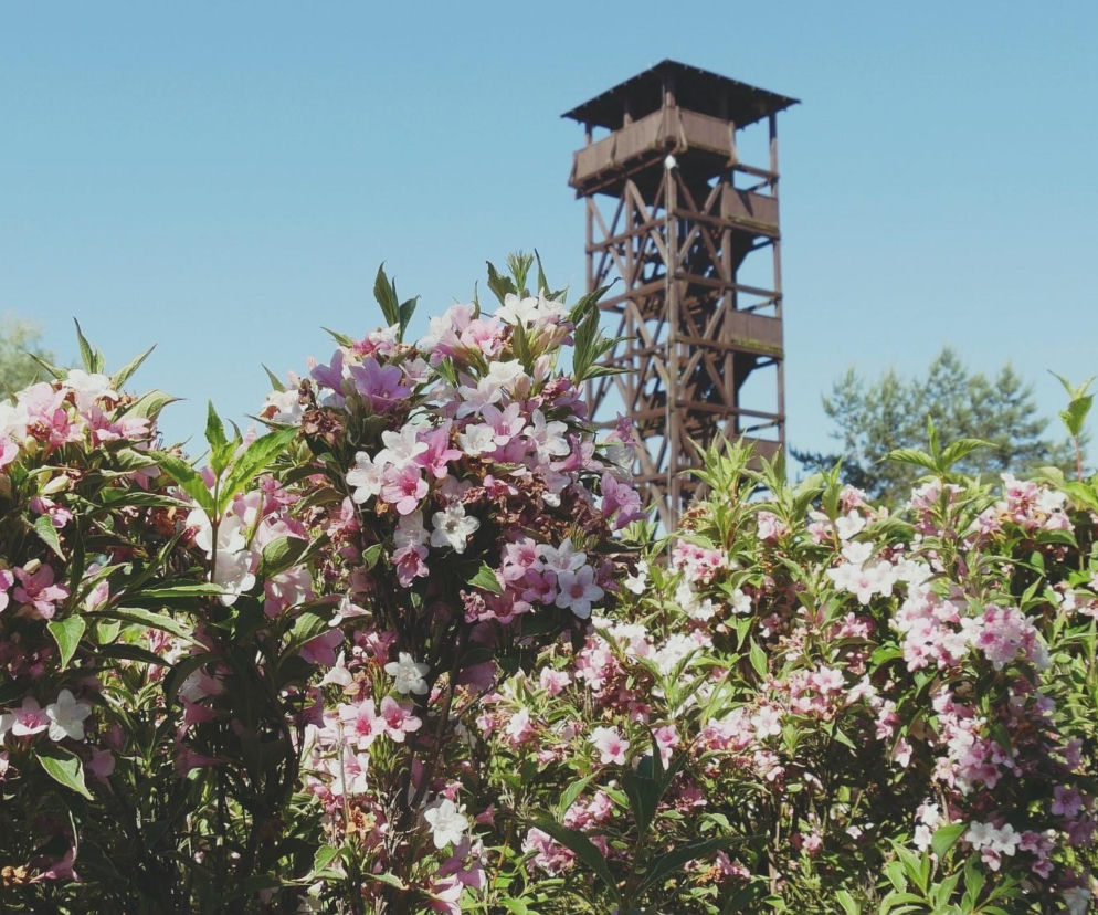 Budowa wieży pod Poznaniem. Inwestycja za 3,3 mln zł odtworzy dawną atrakcję