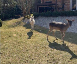 Szokujące nagranie z ogrodu Ewy Gawryluk! Takich gości się nie spodziewała