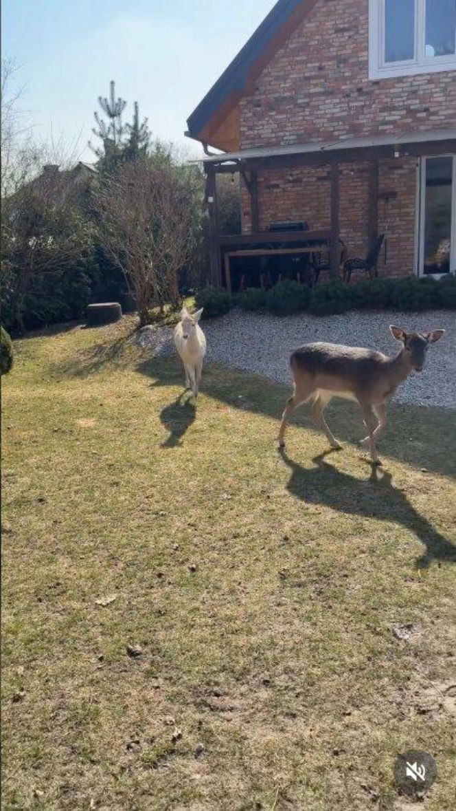 Szokujące nagranie z ogrodu Ewy Gawryluk! Takich gości się nie spodziewała