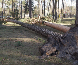 Niszczycielska wichura w Bydgoszczy [ZDJĘCIA]
