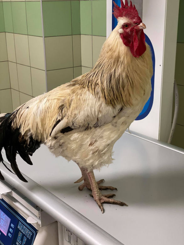 Biopsja koguta Zdzicha