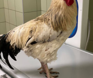 Biopsja koguta Zdzicha