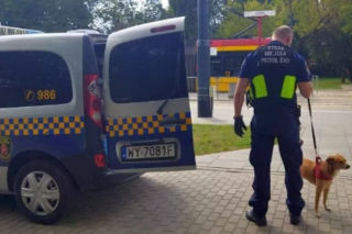 Warszawa: zagubiony pies jechałem tramwajem. Pomogli strażnicy miejscy 