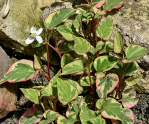 Pstrolistka sercowata
