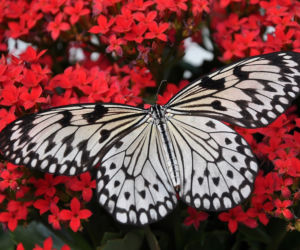 Motyl