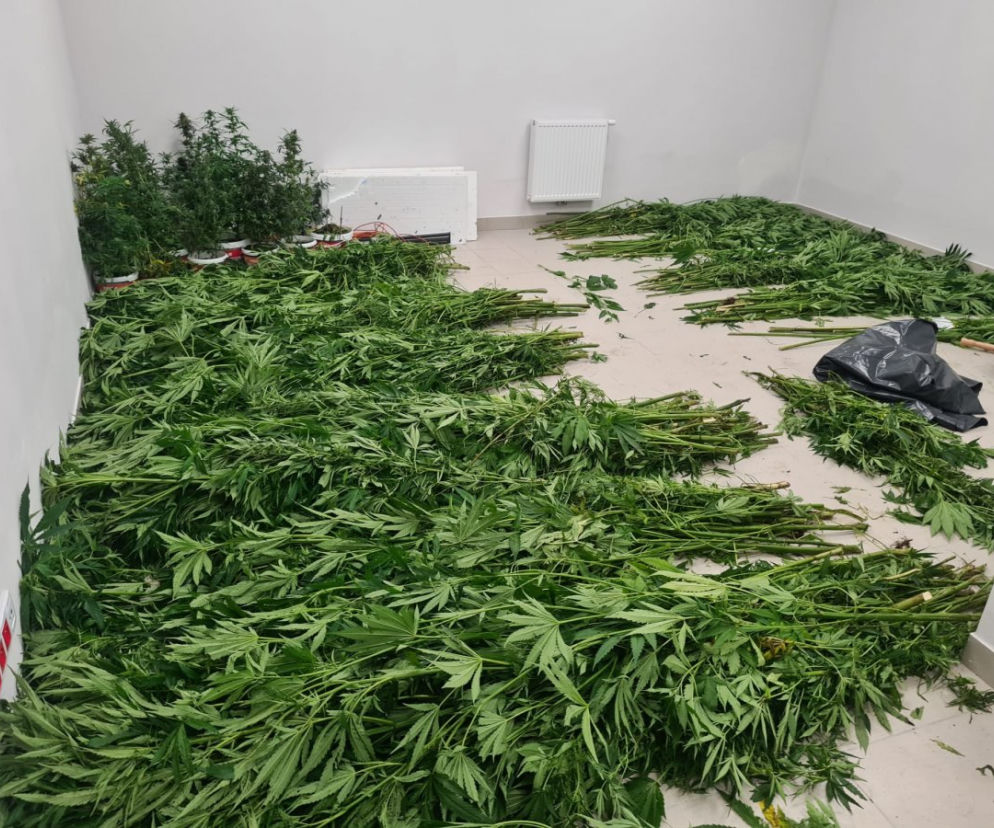 W Jaśle zlikwidowano nielegalne plantacje konopi indyjskich. Ich uprawą zajmowali się mieszkańcy powiatu jasielskiego