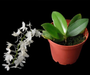 Aerangis