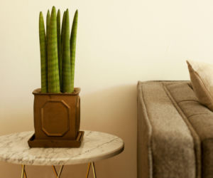 Sansewieria cylindryczna