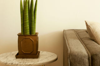 Sansewieria cylindryczna