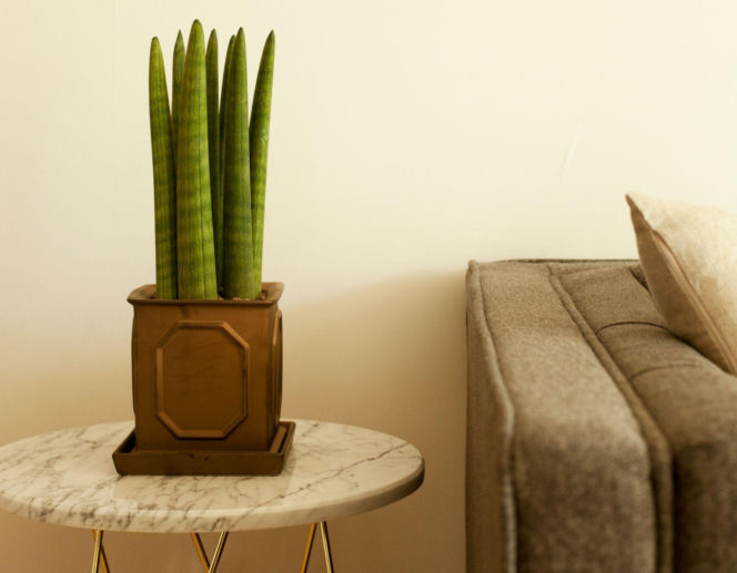 Sansewieria cylindryczna