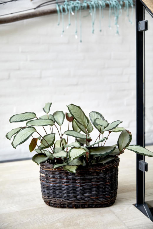 Kalatea obrzeżona (Calathea picturata)