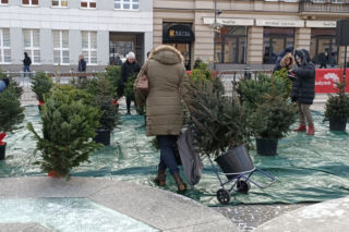 Sztuczną choinkę wymienili na żywą. Przedświąteczna akcja na Rynku Kościuszki