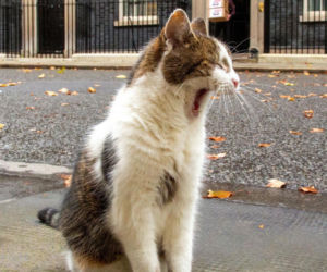 Oto Larry. Chief Mouser to the Gabinet Office