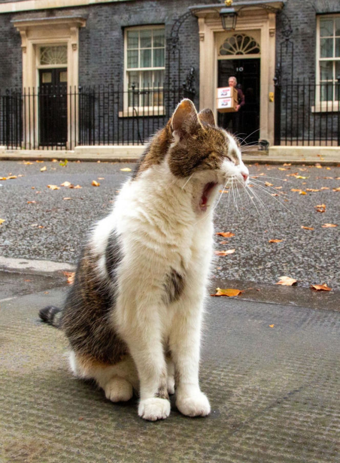 Oto Larry. Chief Mouser to the Gabinet Office