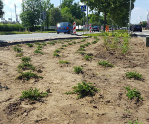Coraz więcej zieleni wzdłuż ulicy 17 Stycznia 