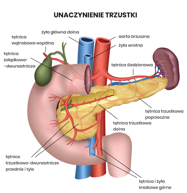 Unaczynienie trzustki