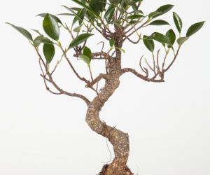 Bonsai: karłowe drzewa w mieszkaniu