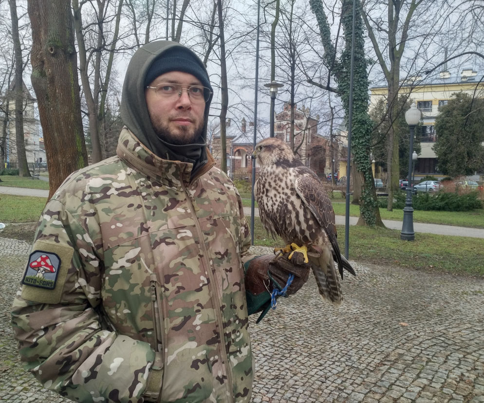 JASŁO: Meridiana, Atom i Nadia płoszą gawrony z jasielskiego parku miejskiego