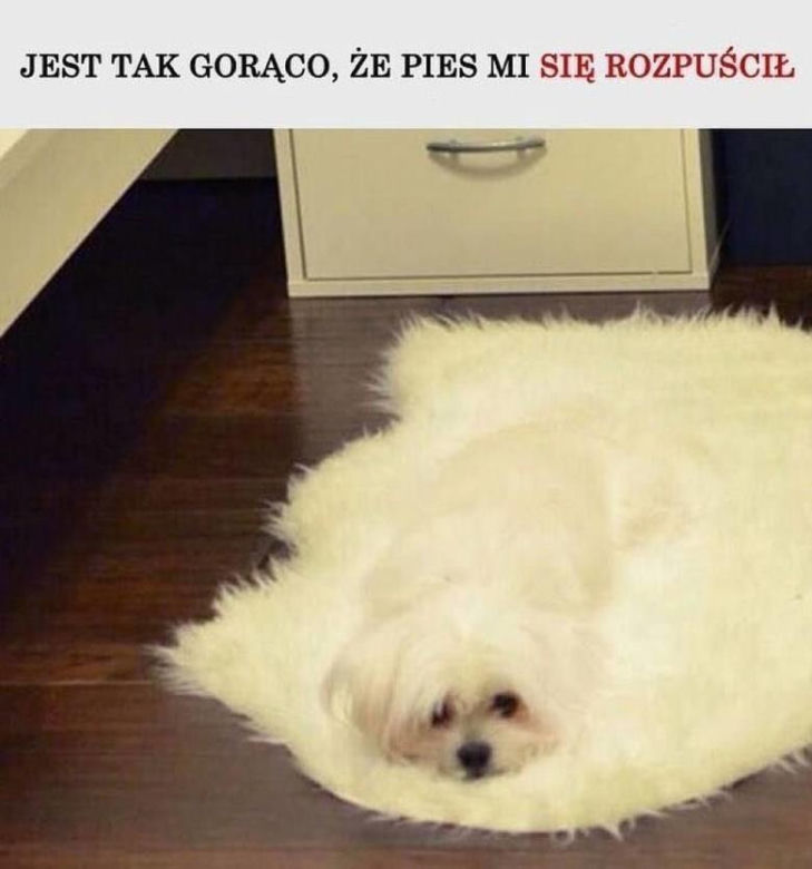 Do Polski dotarła fala gorąca. Te memy na temat upalnych dni rozbawią wszystkich do łez!