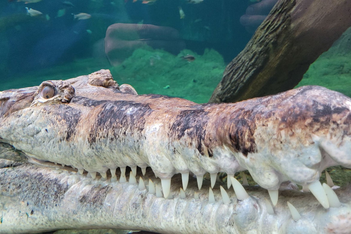 Orientarium Łódź ZOO