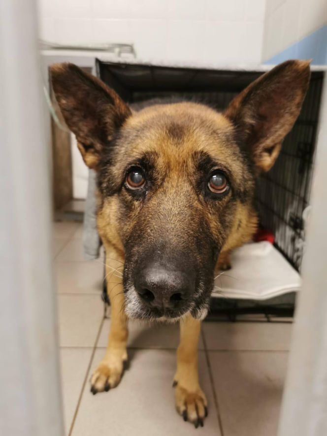 Interwencja w Sobolewie. Wrocławskie schronisko przyjęło 10 psów