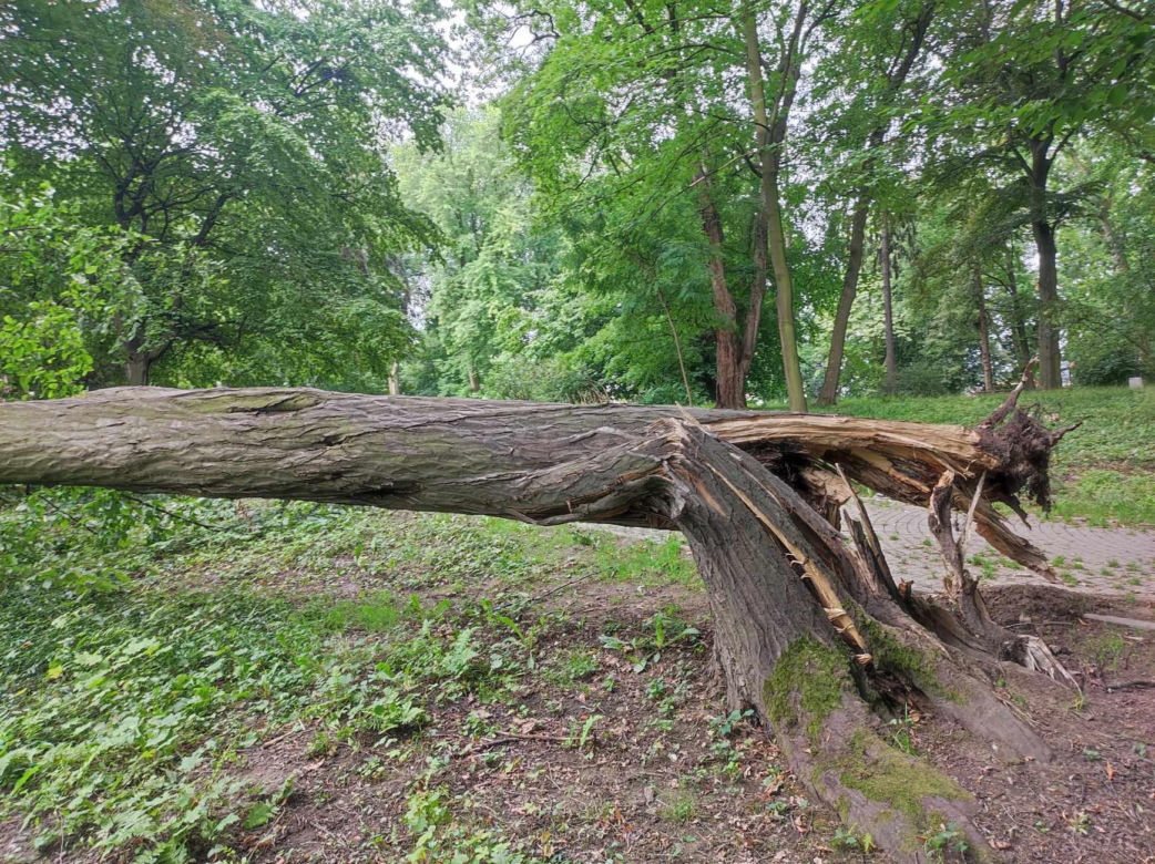 Tarnów. Dziewczynka uderzona przez zerwany konar. Koszmar na placu zabaw w Parku Strzeleckim