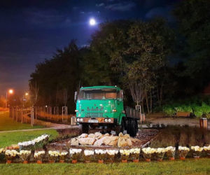 Chryzantemy ozdobiły Starachowice