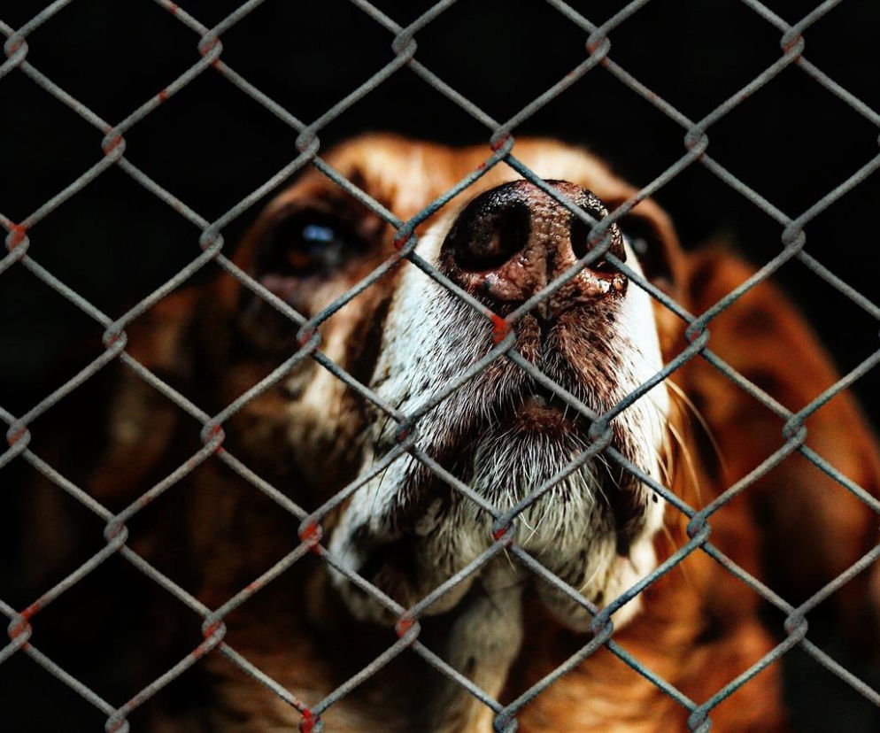 Ciąg dalszy sporu o Azorkowo na Podkarpaciu. Właściciel schroniska złożył zawiadomienie 