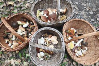 Deszcz spadł, ale zrobiło się zimno. Jaka jest aktualna sytuacja grzybowa w Świętokrzyskiem?