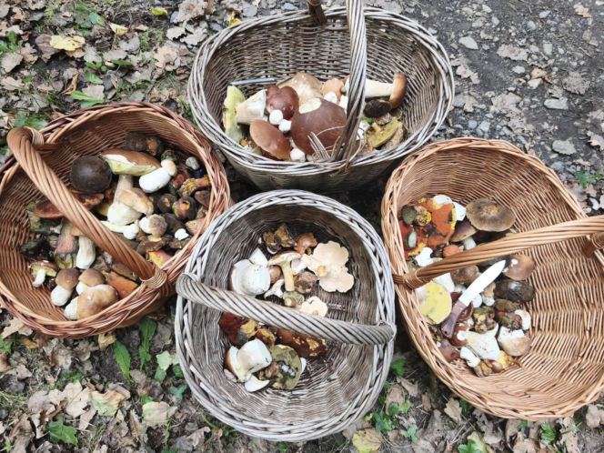 Deszcz spadł, ale zrobiło się zimno. Jaka jest aktualna sytuacja grzybowa w Świętokrzyskiem?
