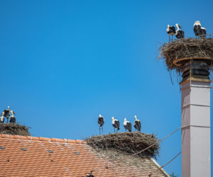  Jak założyć lub przenieść bocianie gniazdo? Gdzie najlepiej zamontować platformę dla bociana?
